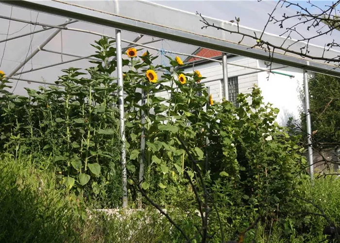 1a-garten-oeller-eigenproduktion-sonnenblumen.jpg