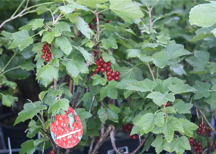 1a-garten-oeller-baumschule-johannesbeeren.jpg