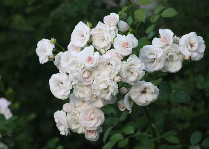 1a-garten-oeller-baumschule-rosen.jpg