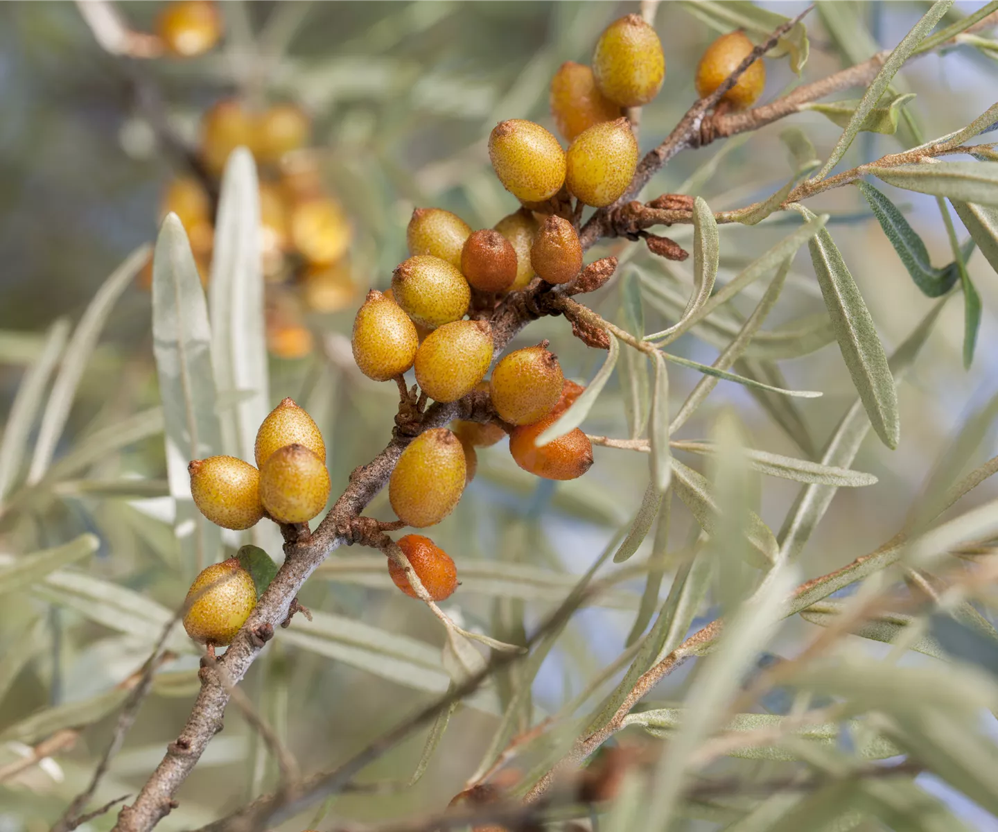 Piepmätze und andere hungrige Gartenbewohner